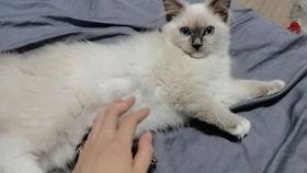 下猫视频在线观看,在线观看萌态百出的猫视频 第1张 下猫视频在线观看,在线观看萌态百出的猫视频 第1张